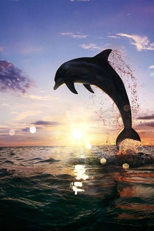 Wasini Island dolphin tour